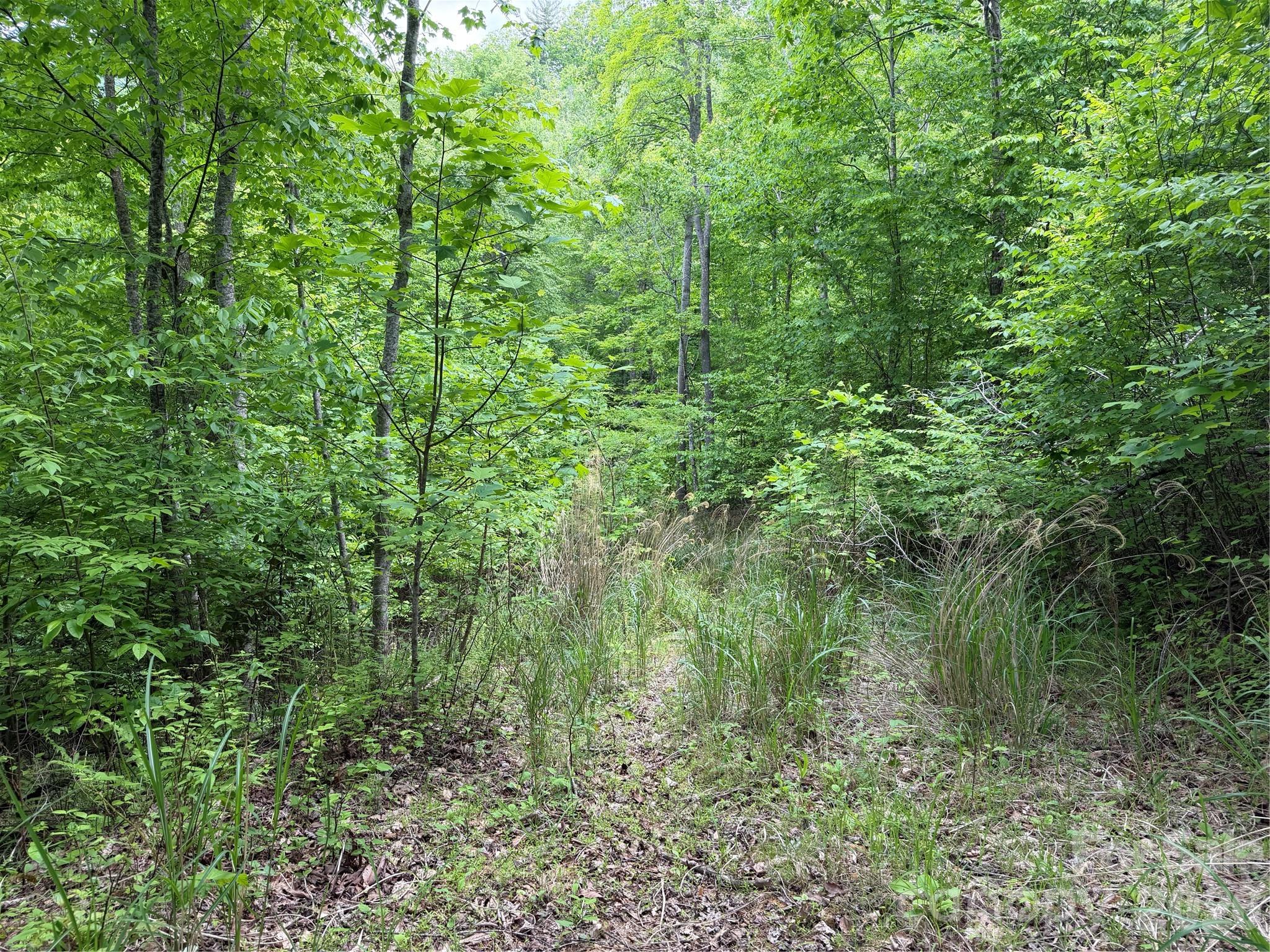 408 Arvil Gosnell Road Marshall, NC 28753 - Photo 19 of 31 a view of a lush green forest