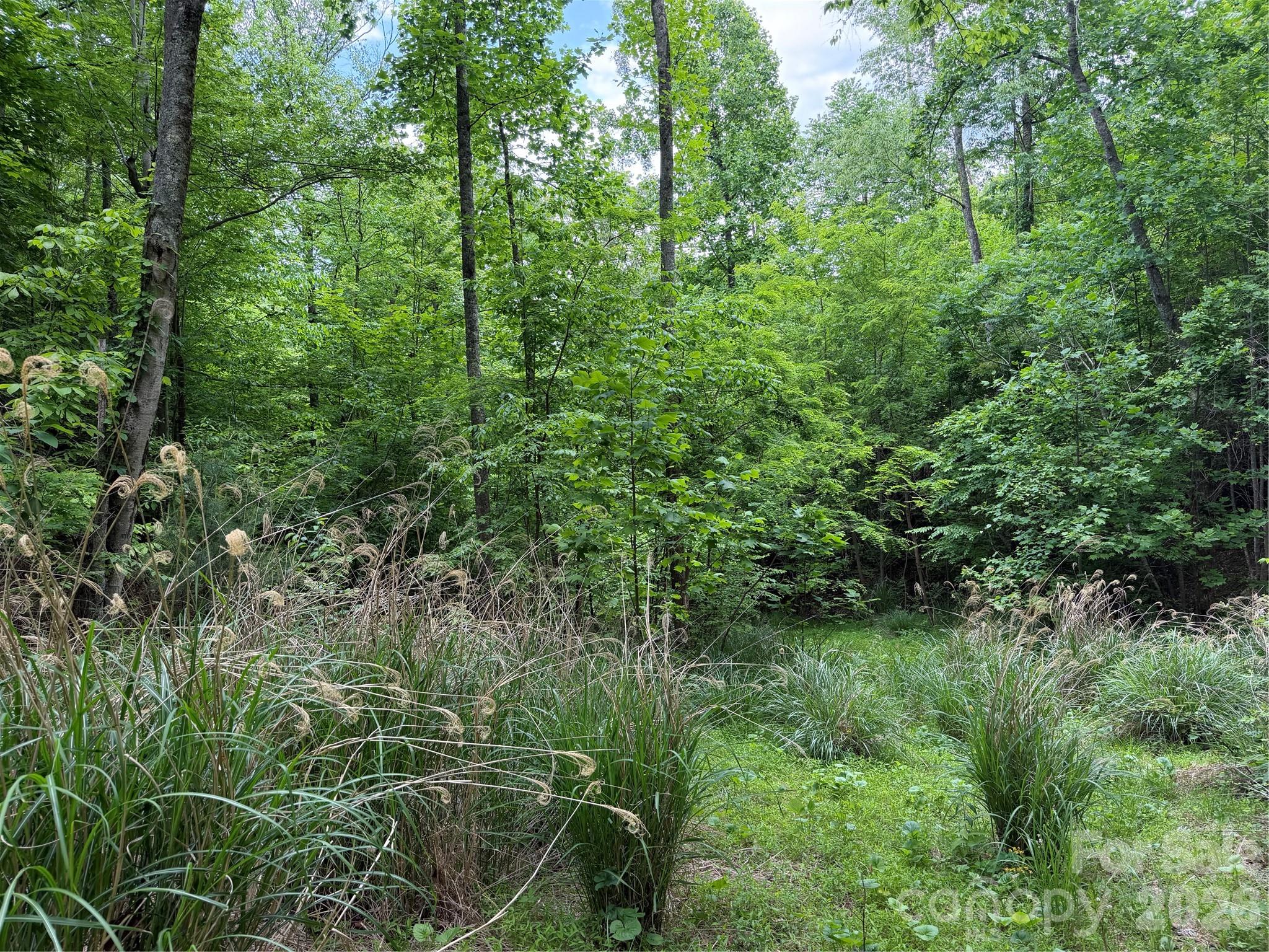 408 Arvil Gosnell Road Marshall, NC 28753 - Photo 22 of 31 a view of a lush green forest