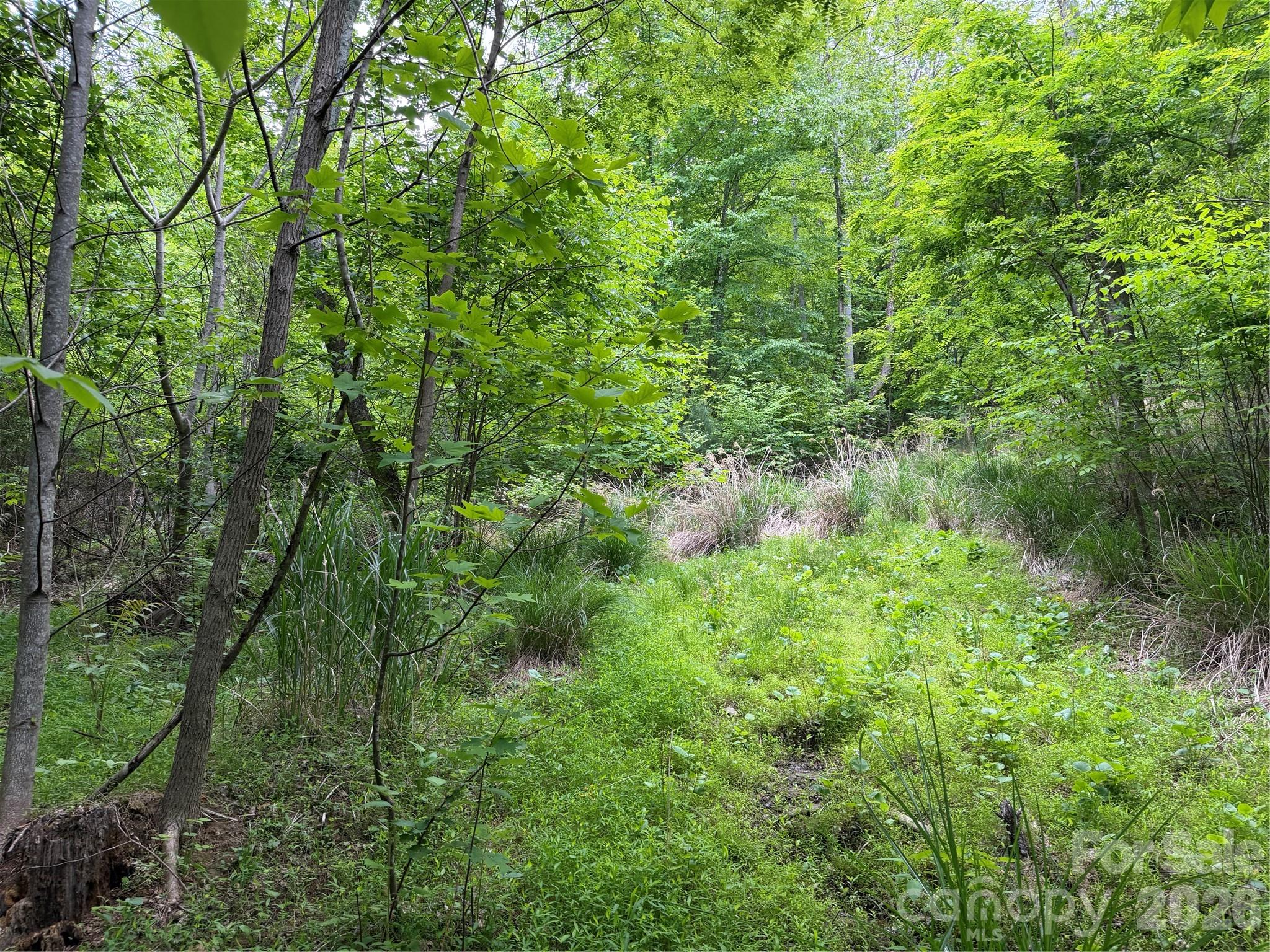 408 Arvil Gosnell Road Marshall, NC 28753 - Photo 23 of 31 a view of a lush green forest