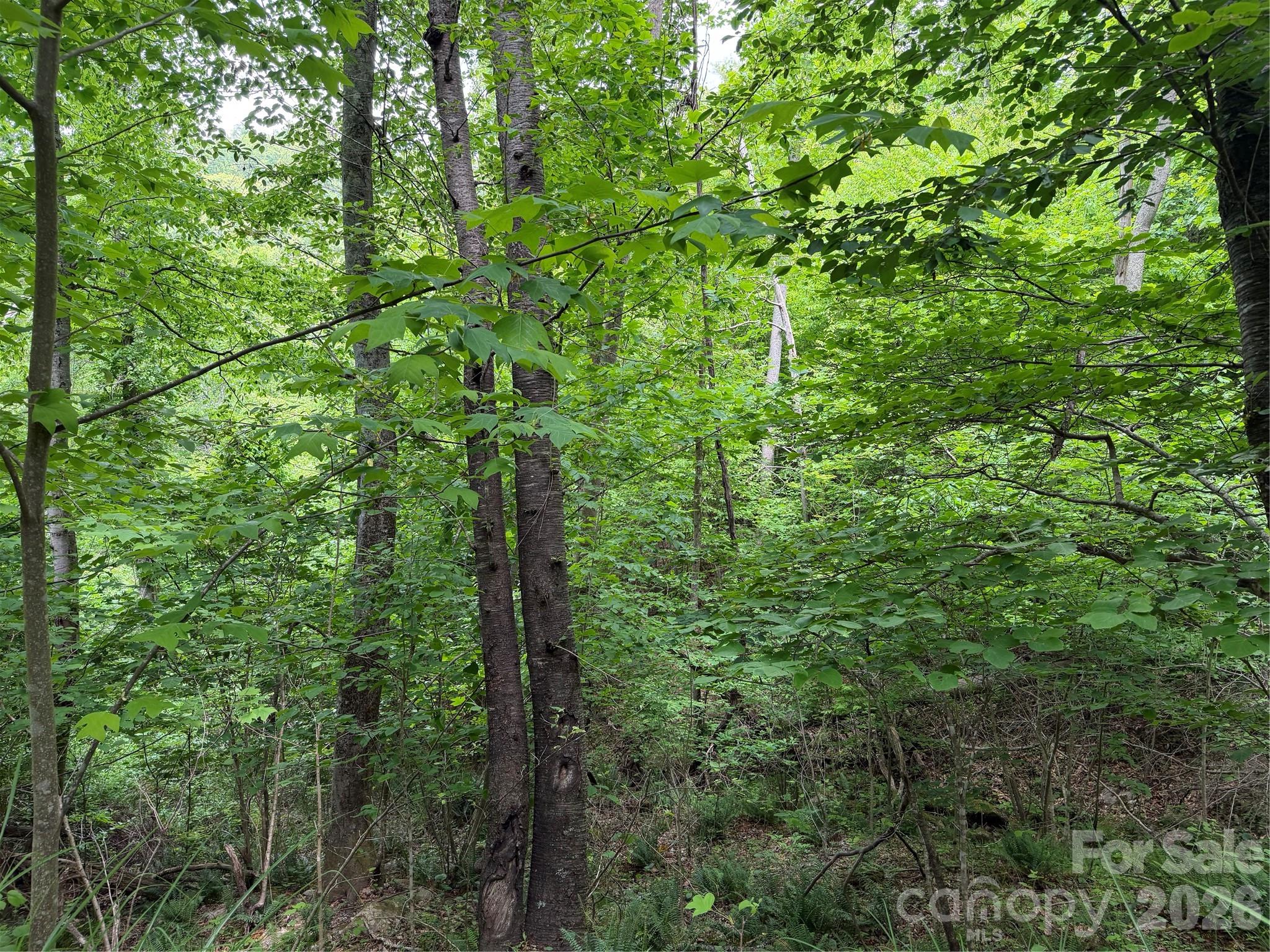 408 Arvil Gosnell Road Marshall, NC 28753 - Photo 25 of 31 a view of a lush green forest