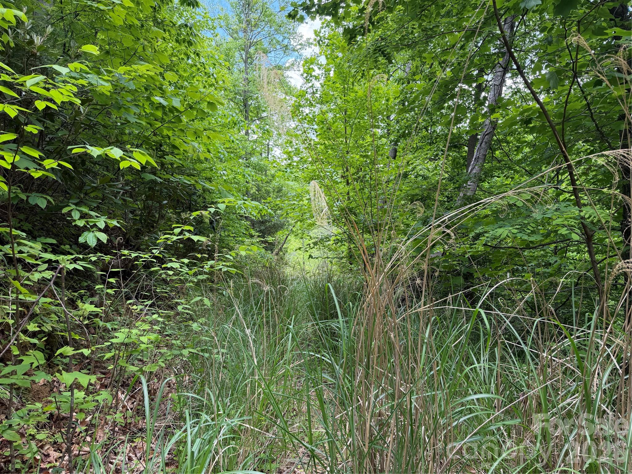 408 Arvil Gosnell Road Marshall, NC 28753 - Photo 26 of 31 a view of a lush green space