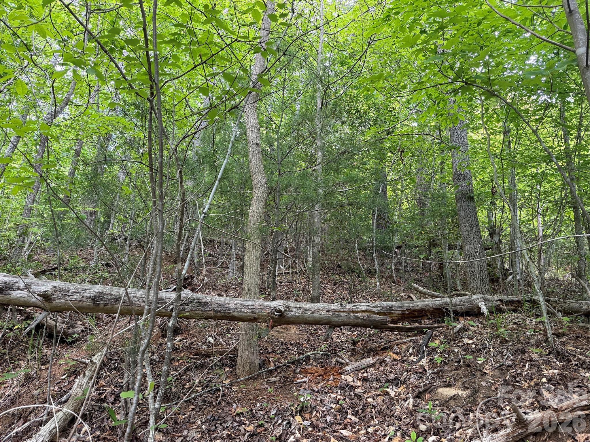408 Arvil Gosnell Road Marshall, NC 28753 - Photo 28 of 31 a view of a forest with trees