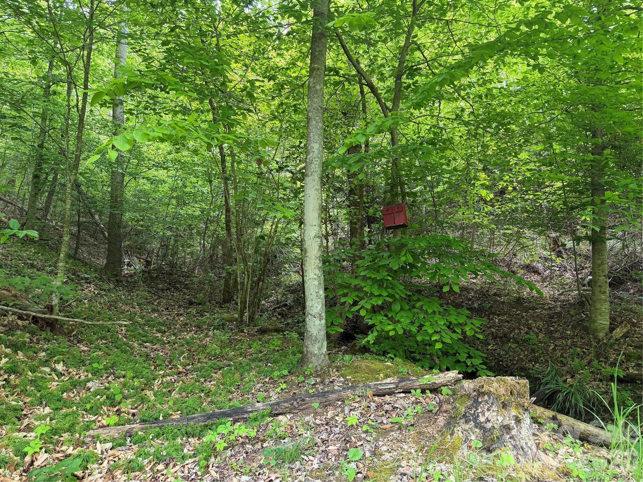 408 Arvil Gosnell Road Marshall, NC 28753 - Photo 29 of 31 a view of a forest with trees