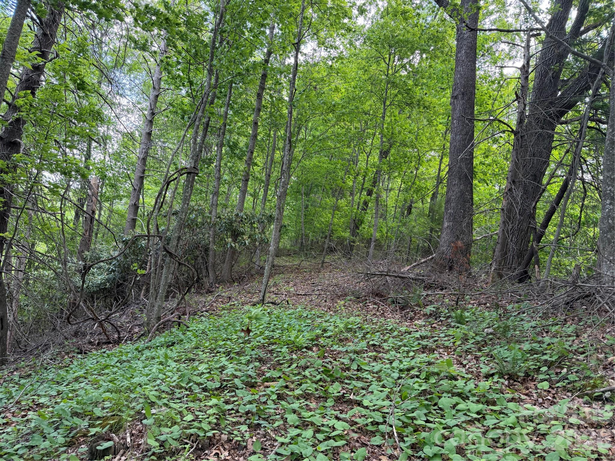 408 Arvil Gosnell Road Marshall, NC 28753 - Photo 3 of 31 a backyard of a house with lots of green space and fountain