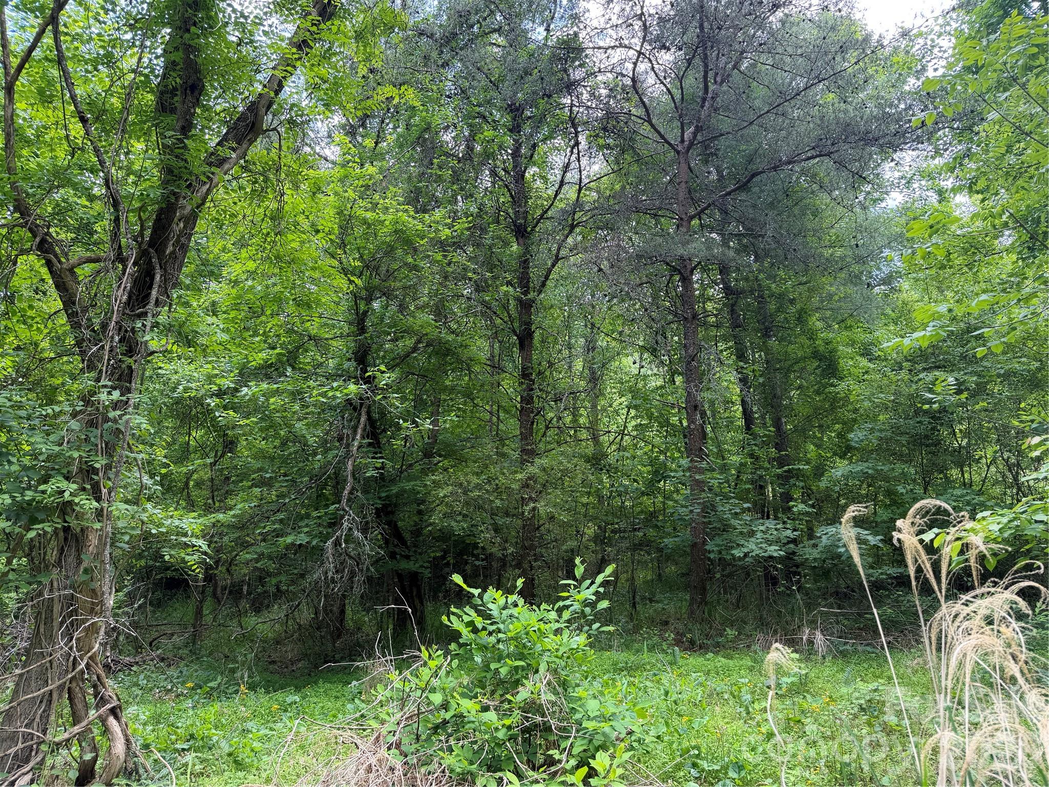 408 Arvil Gosnell Road Marshall, NC 28753 - Photo 7 of 31 a view of a lake with lots of trees