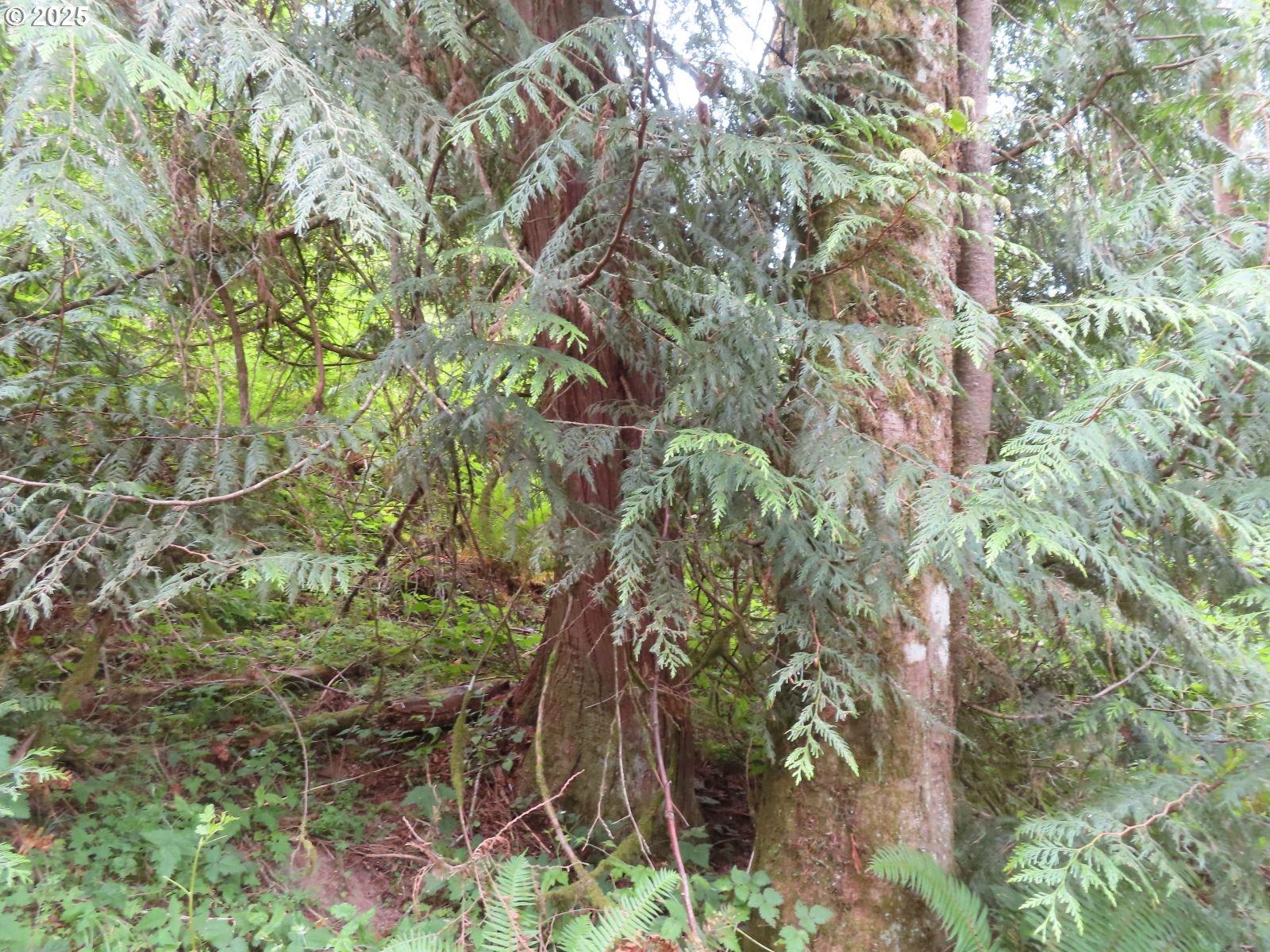 21720 Zenkner Valley Road Centralia, WA 98531 - Photo 15 of 17