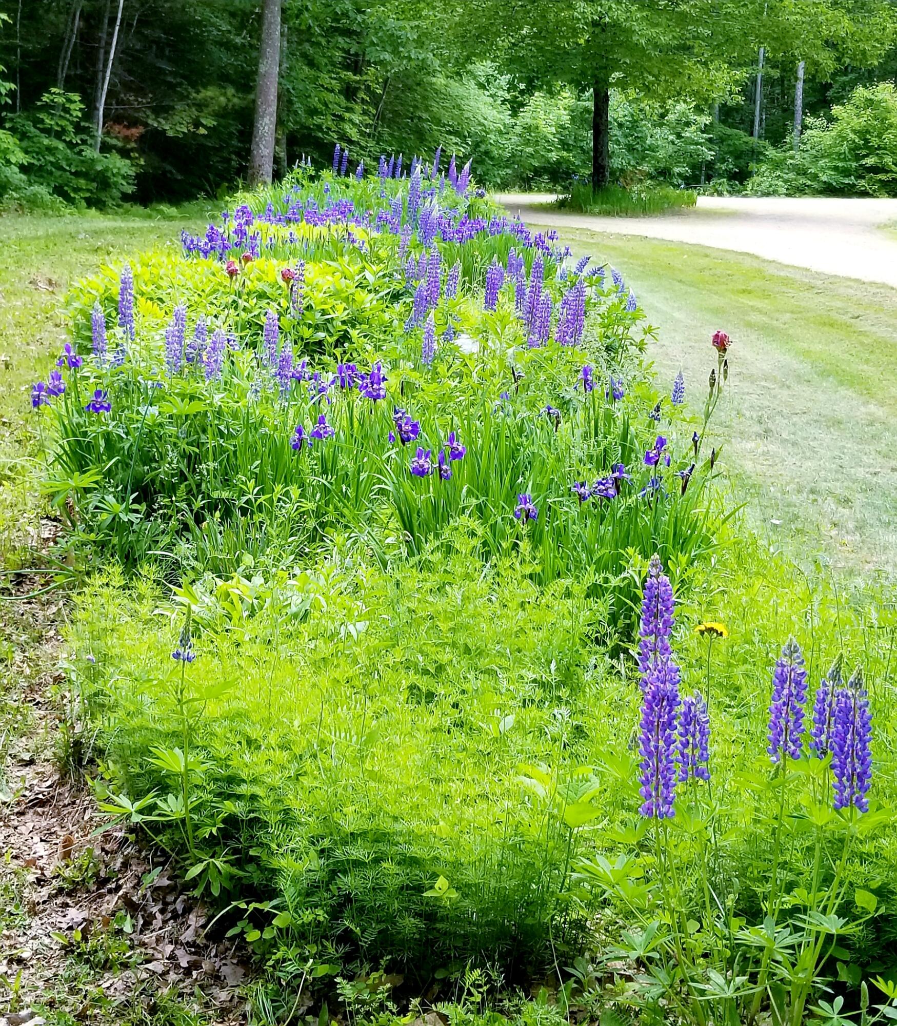26 Harding Drive Windham, ME 04062 - Photo 16 of 48 20190618_151330