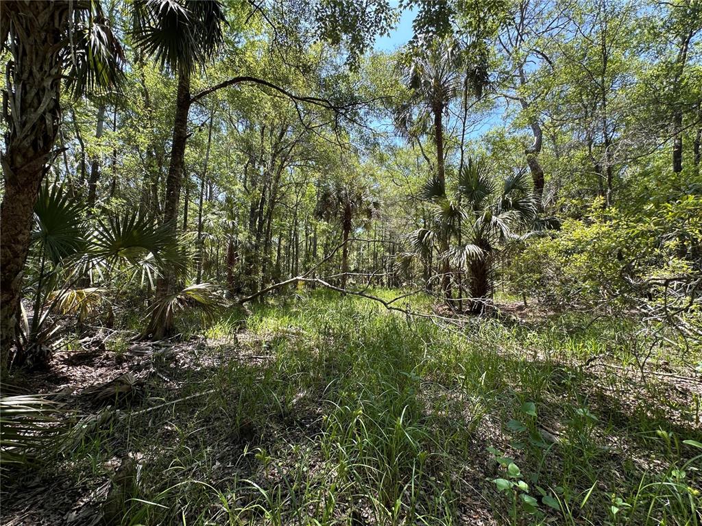 99 Southwest Cr-347 Chiefland, FL 32626 - Photo 11 of 29 a view of a tree