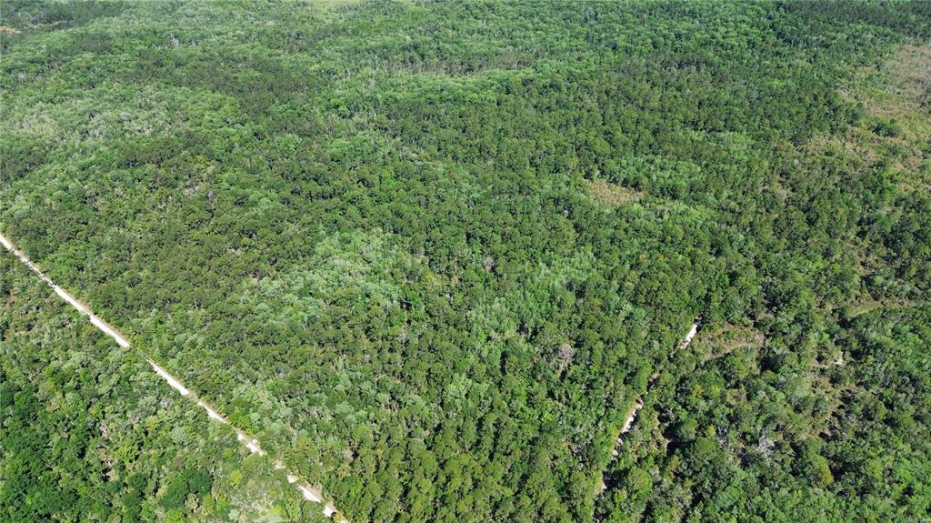99 Southwest Cr-347 Chiefland, FL 32626 - Photo 13 of 29 a view of a lush green forest