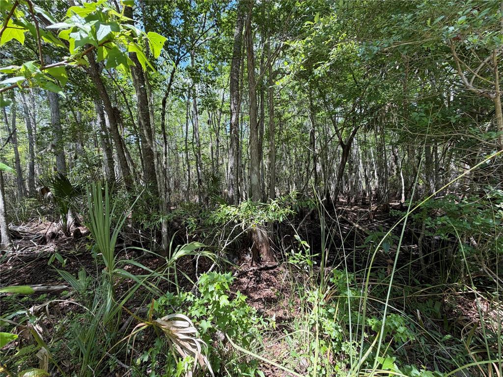 99 Southwest Cr-347 Chiefland, FL 32626 - Photo 16 of 29 a view of a garden