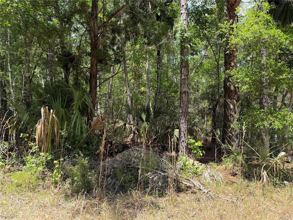 99 Southwest Cr-347 Chiefland, FL 32626 - Photo 17 of 29 a view of a yard