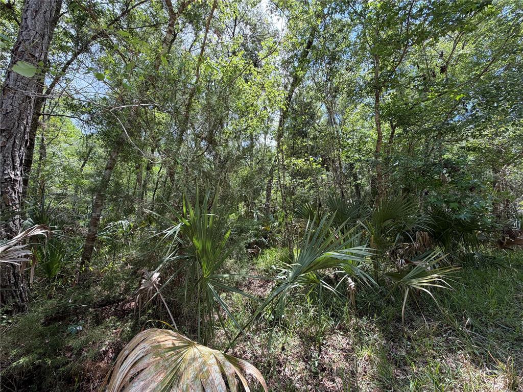 99 Southwest Cr-347 Chiefland, FL 32626 - Photo 18 of 29 a view of outdoor space and yard