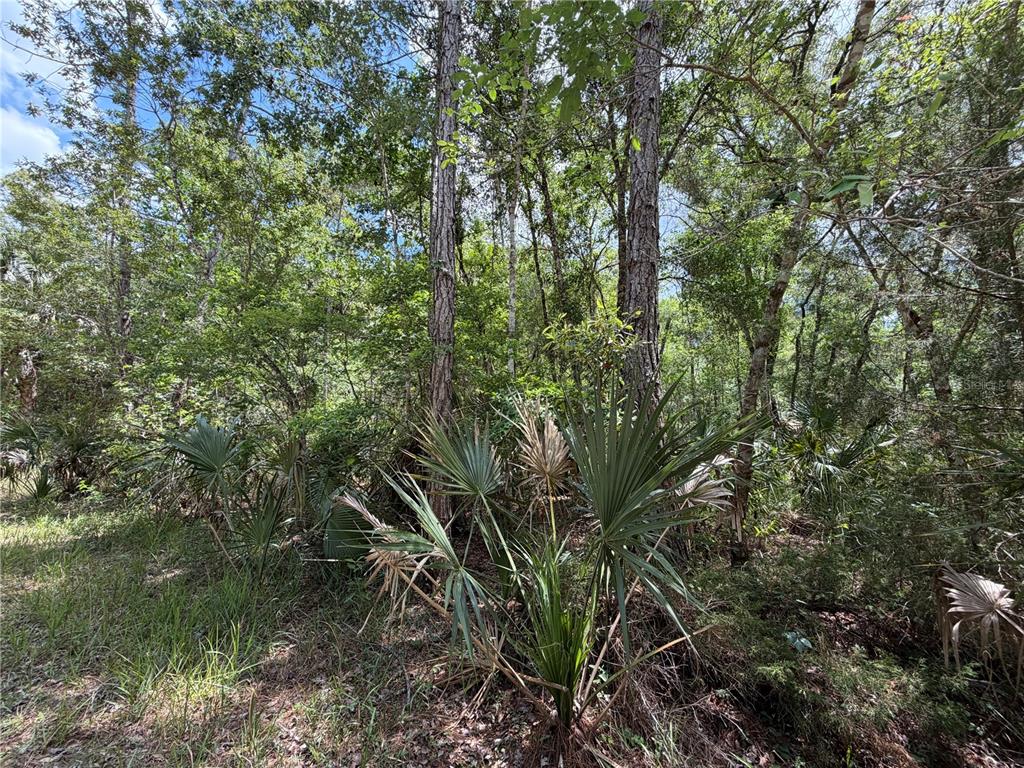 99 Southwest Cr-347 Chiefland, FL 32626 - Photo 19 of 29 a view of a forest