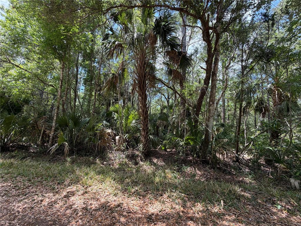 99 Southwest Cr-347 Chiefland, FL 32626 - Photo 20 of 29 a view of forest