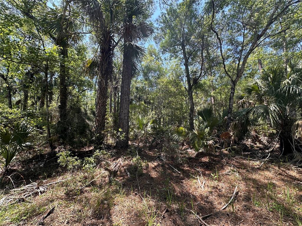 99 Southwest Cr-347 Chiefland, FL 32626 - Photo 21 of 29 a view of forest