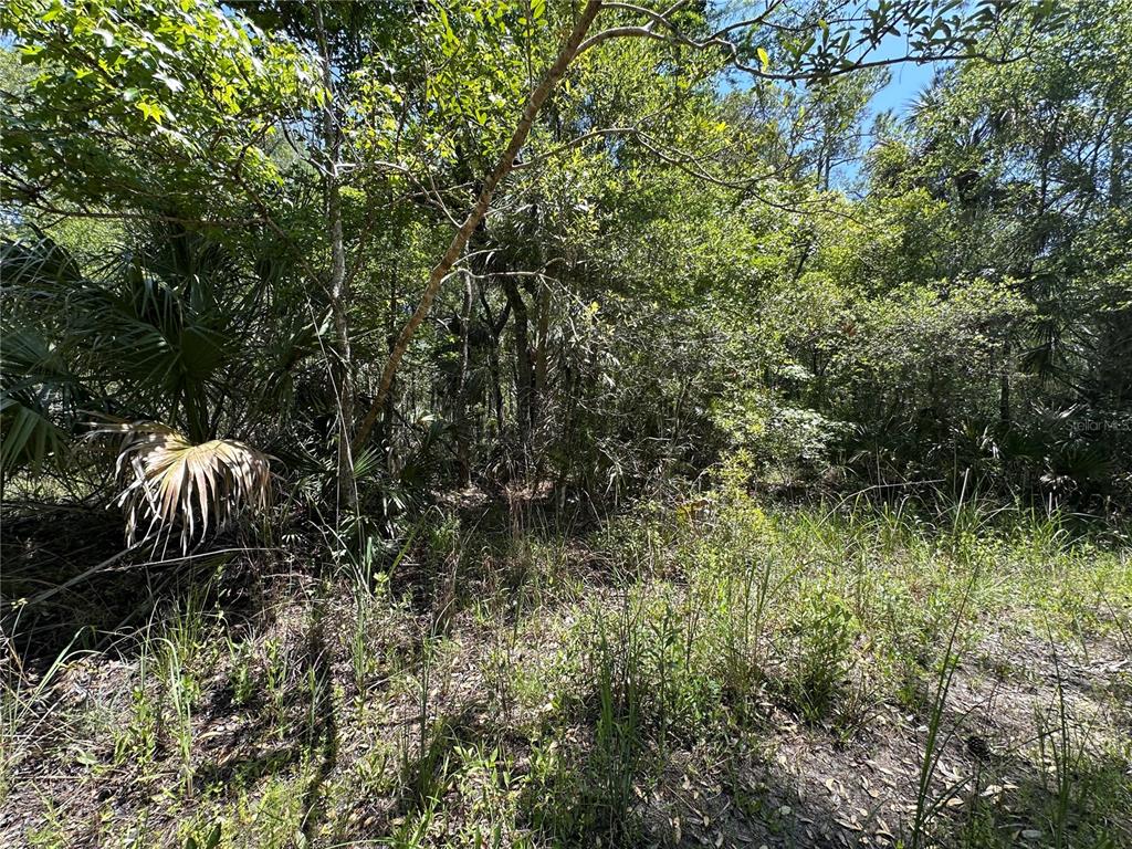 99 Southwest Cr-347 Chiefland, FL 32626 - Photo 22 of 29 a backyard of a house with lots of green space