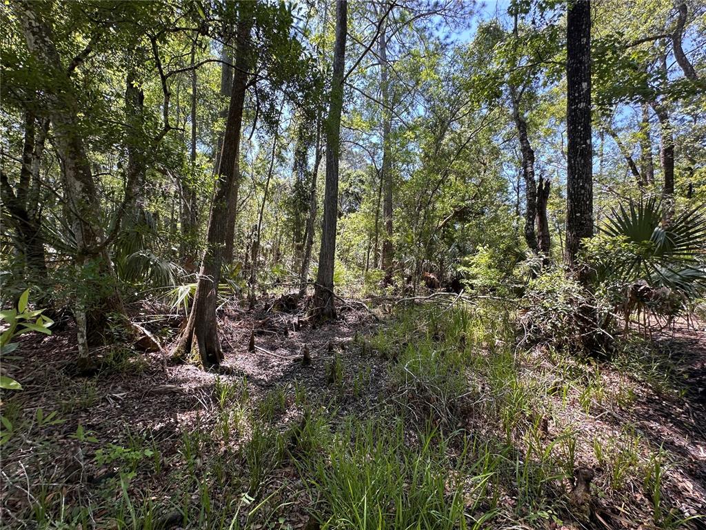 99 Southwest Cr-347 Chiefland, FL 32626 - Photo 23 of 29 a view of a forest with trees
