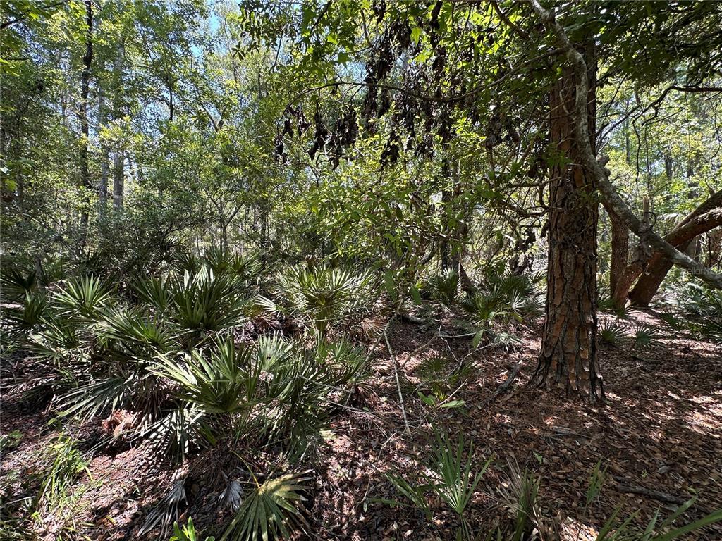 99 Southwest Cr-347 Chiefland, FL 32626 - Photo 25 of 29 a view of a tree in a yard