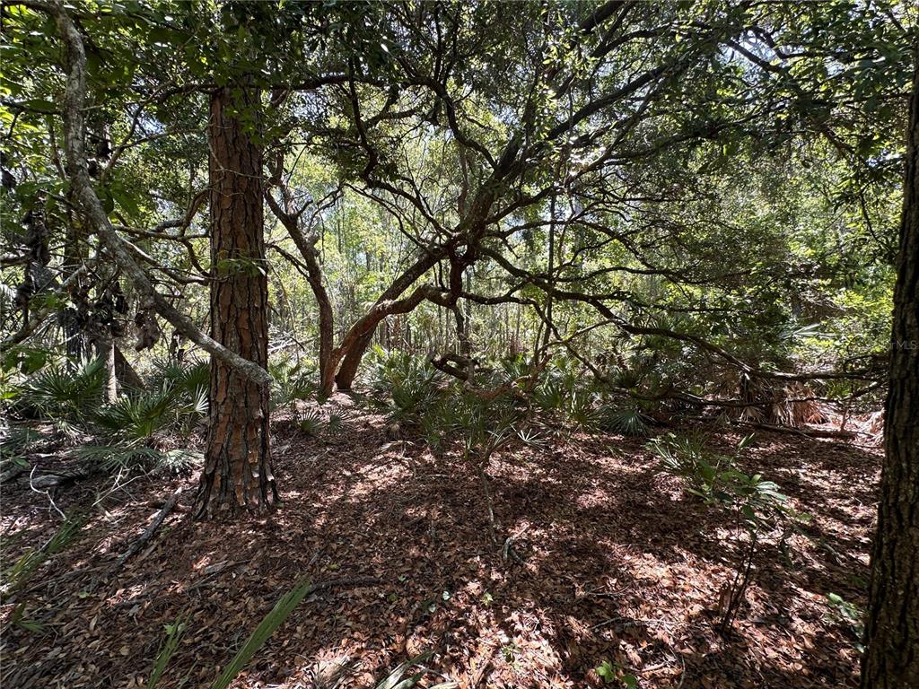 99 Southwest Cr-347 Chiefland, FL 32626 - Photo 26 of 29 a view of a tree in middle of the forest