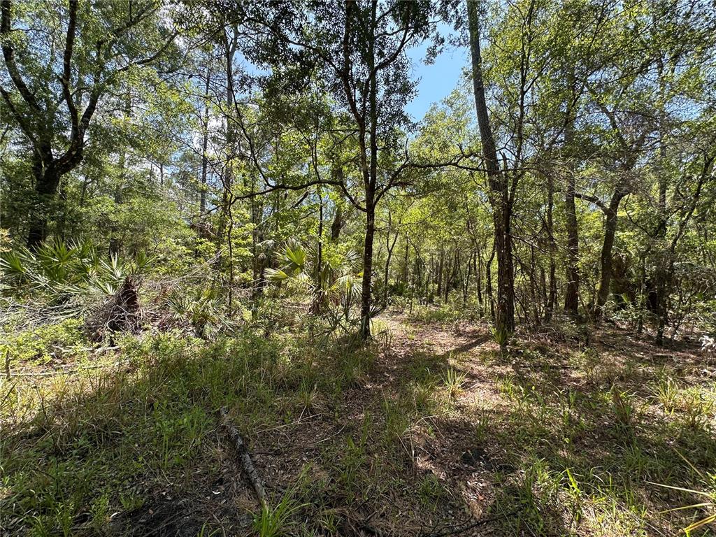 99 Southwest Cr-347 Chiefland, FL 32626 - Photo 27 of 29 a view of a yard with large trees