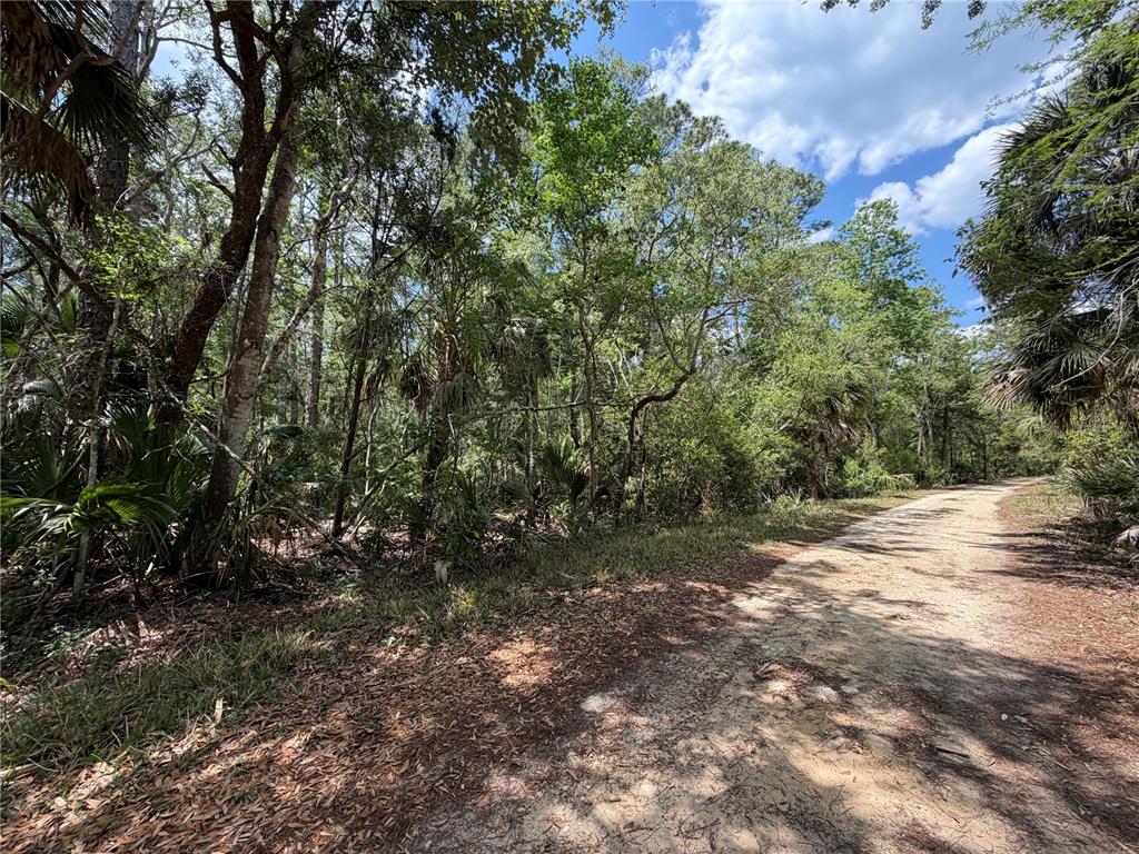99 Southwest Cr-347 Chiefland, FL 32626 - Photo 10 of 29 a view of outdoor space and trees