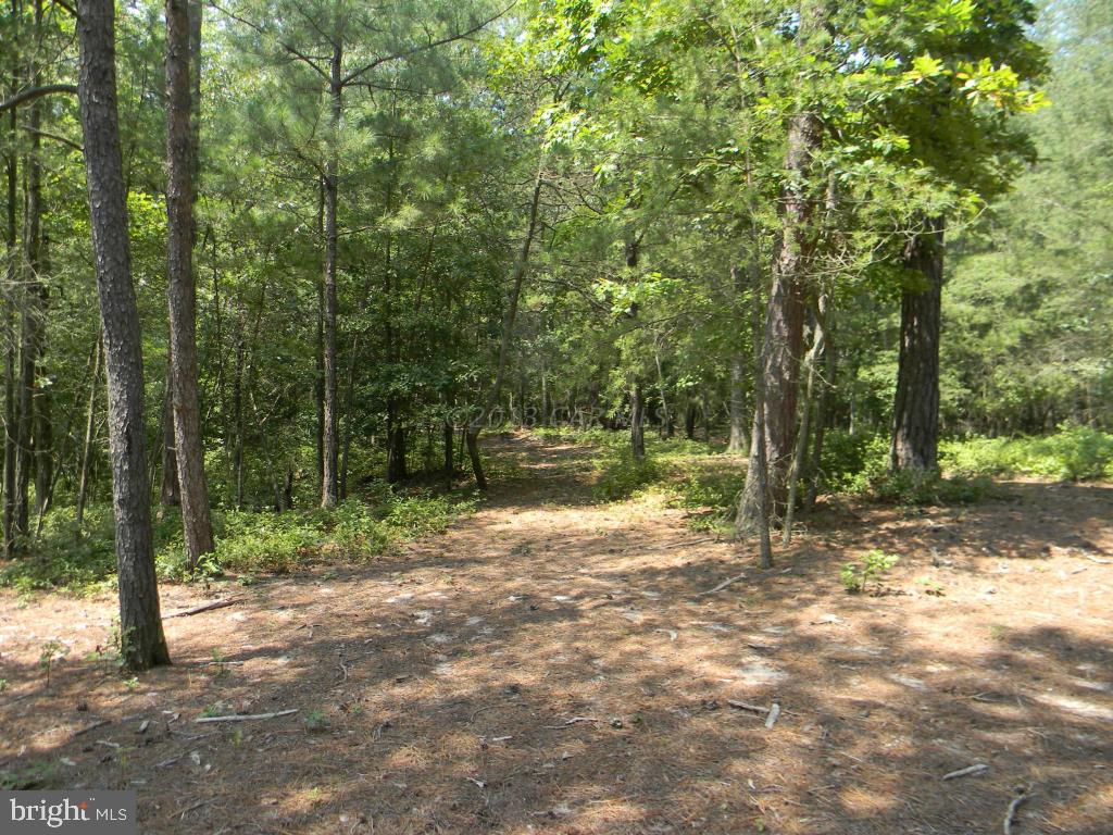 Wetipquin Road Quantico, MD 21856 - Photo 3 of 10 a backyard of a house with lots of green space