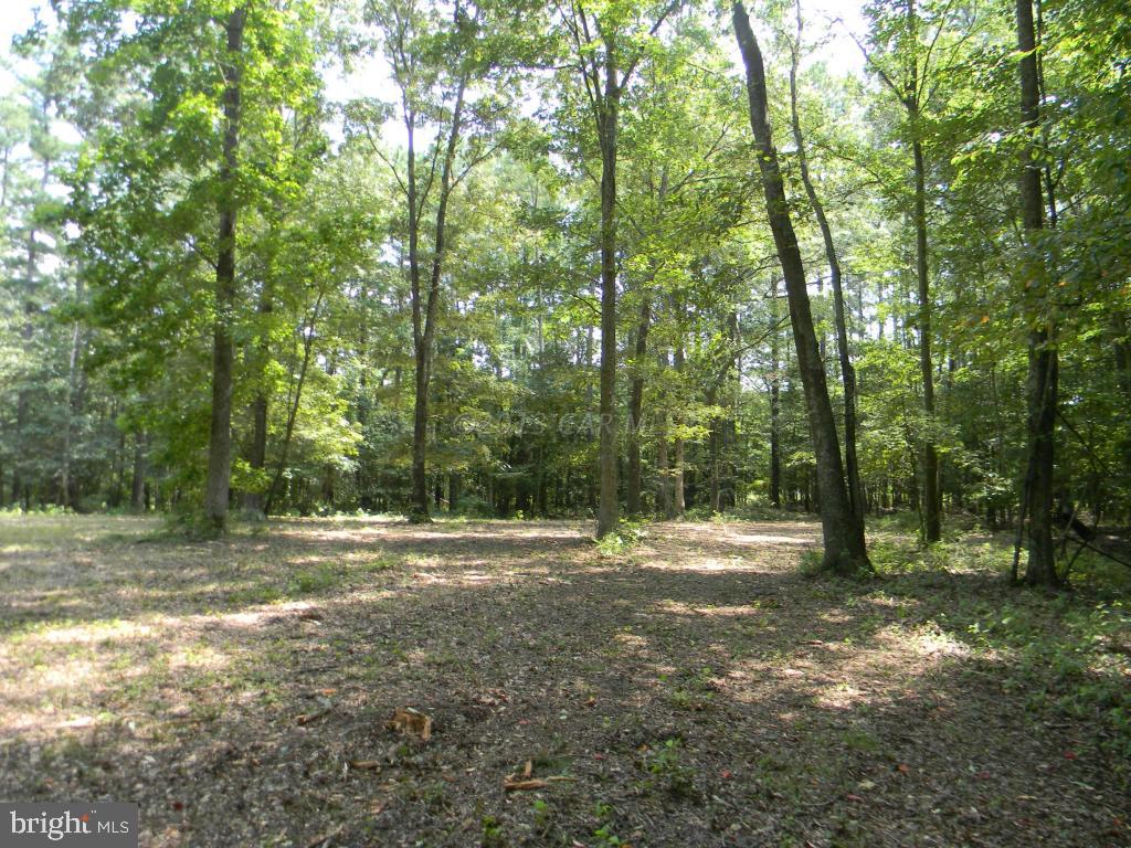 Wetipquin Road Quantico, MD 21856 - Photo 8 of 10 a view of outdoor space with trees all around