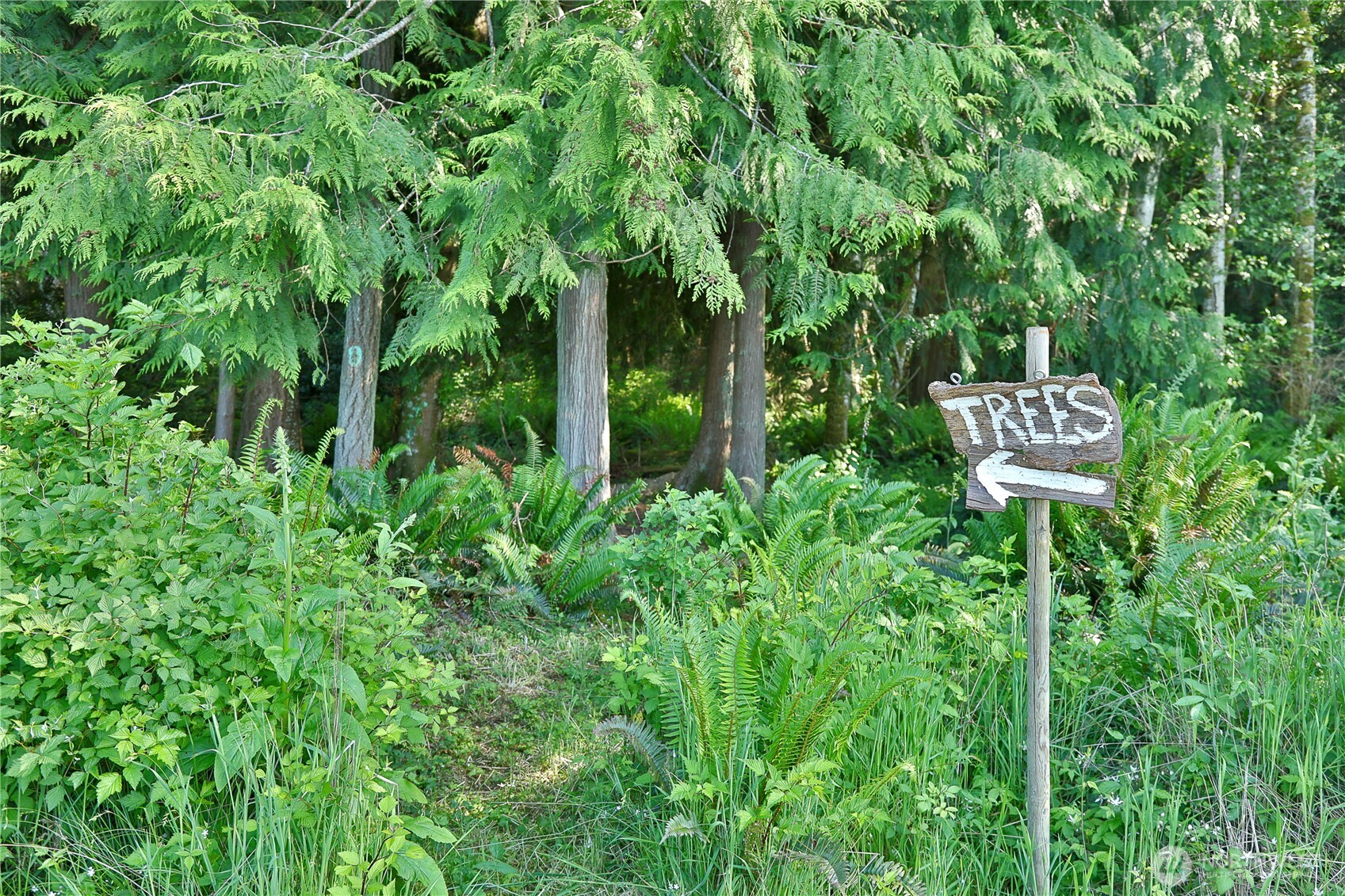 2062 East Goodell Road Freeland, WA 98249 - Photo 18 of 37