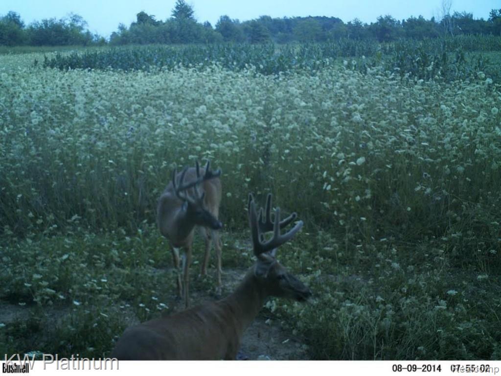 V/l Townsend Road Lexington, MI 48450 - Photo 3 of 10 vacant land townsend1.jpg