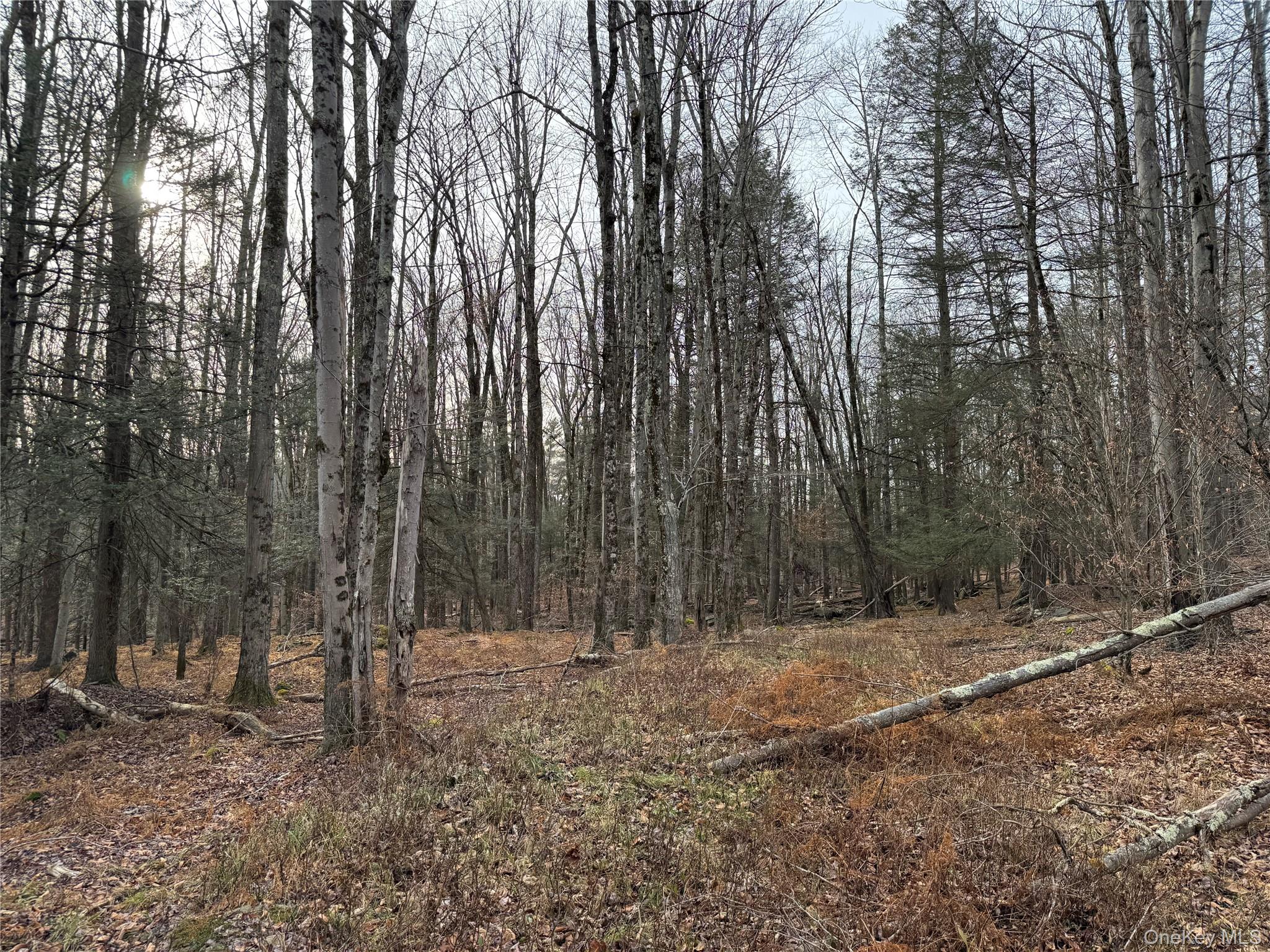 Hilltop Road Monticello, NY 12701 - Photo 14 of 17 a view of outdoor space with lots of trees