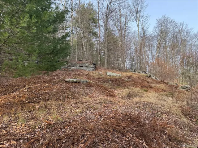 a view of a forest with trees in the background