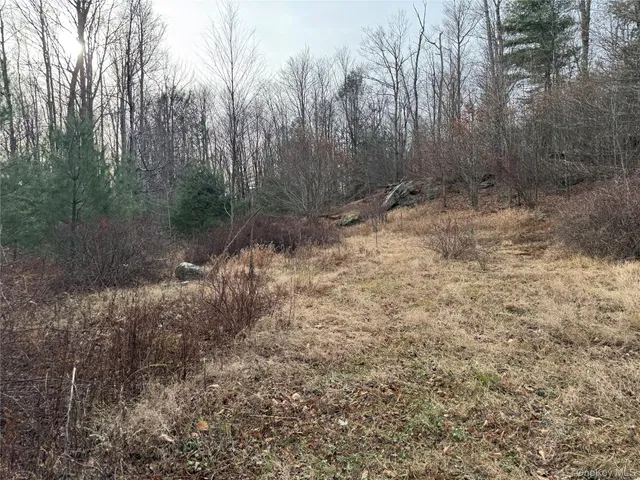 a view of a forest with trees in the background