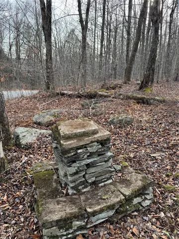 a view of a forest with trees in the background