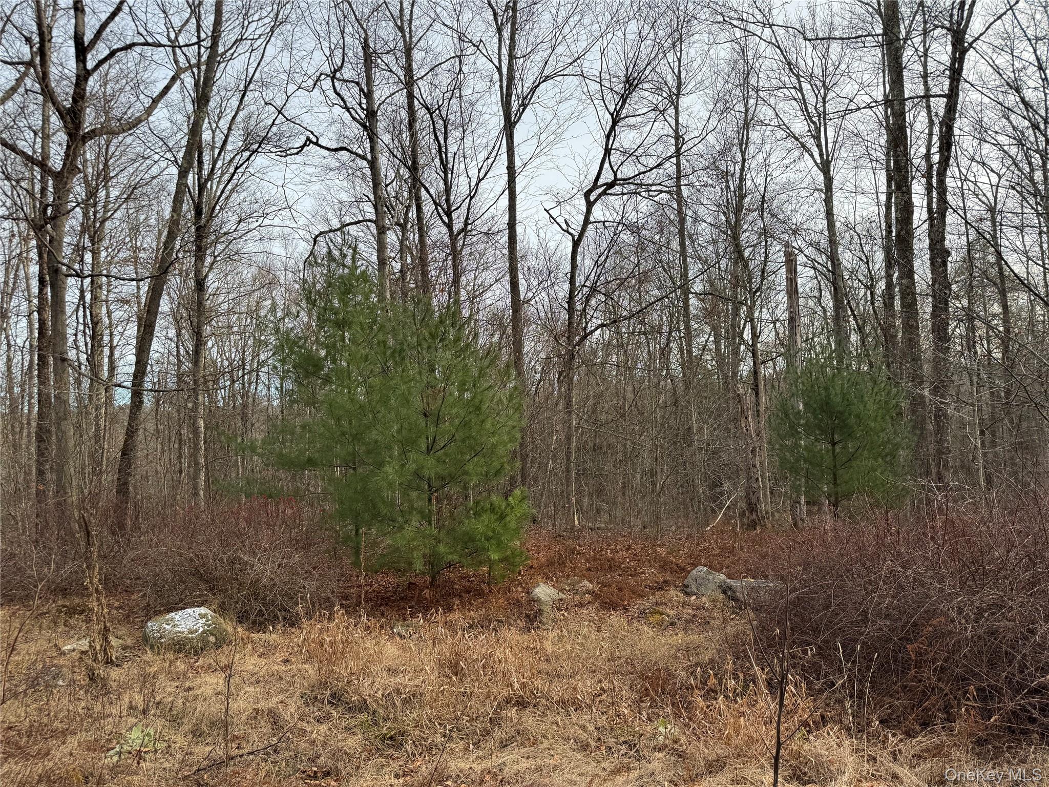 Hilltop Road Monticello, NY 12701 - Photo 7 of 17 a view of a forest with trees in the background