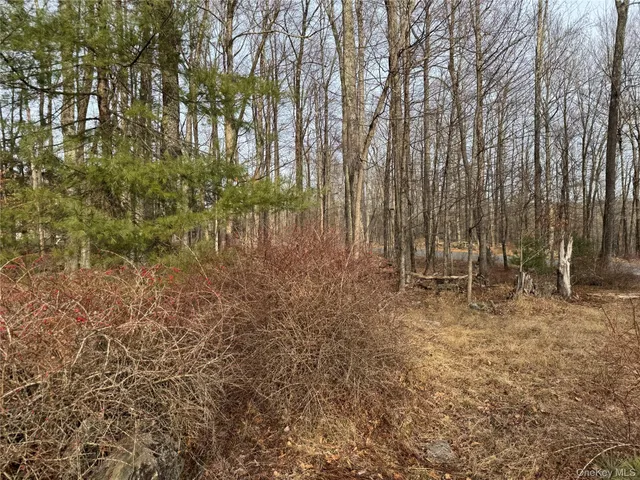 a view of a dry yard with trees