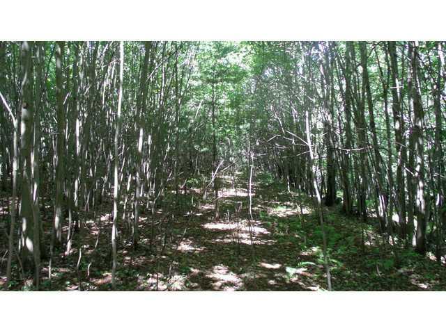 Tbd Macomber Hill Road Jay, ME 04239 - Photo 10 of 26 Land/Lot.