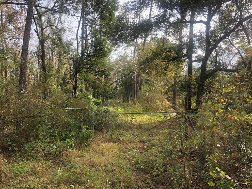 Brookside Drive Eustis, FL 32736 - Photo 1 of 1 a view of a forest with trees