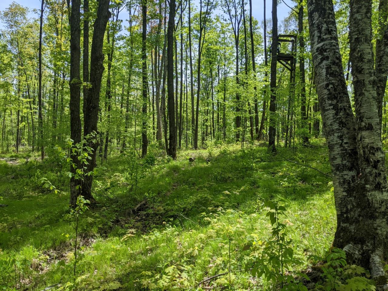 W3068 Wilson Road Glen Flora, WI 54526 - Photo 57 of 61 Gallery Image 57