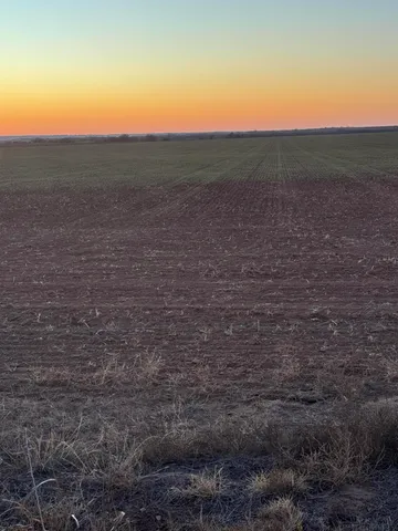 a view of a dry yard with trees in the background