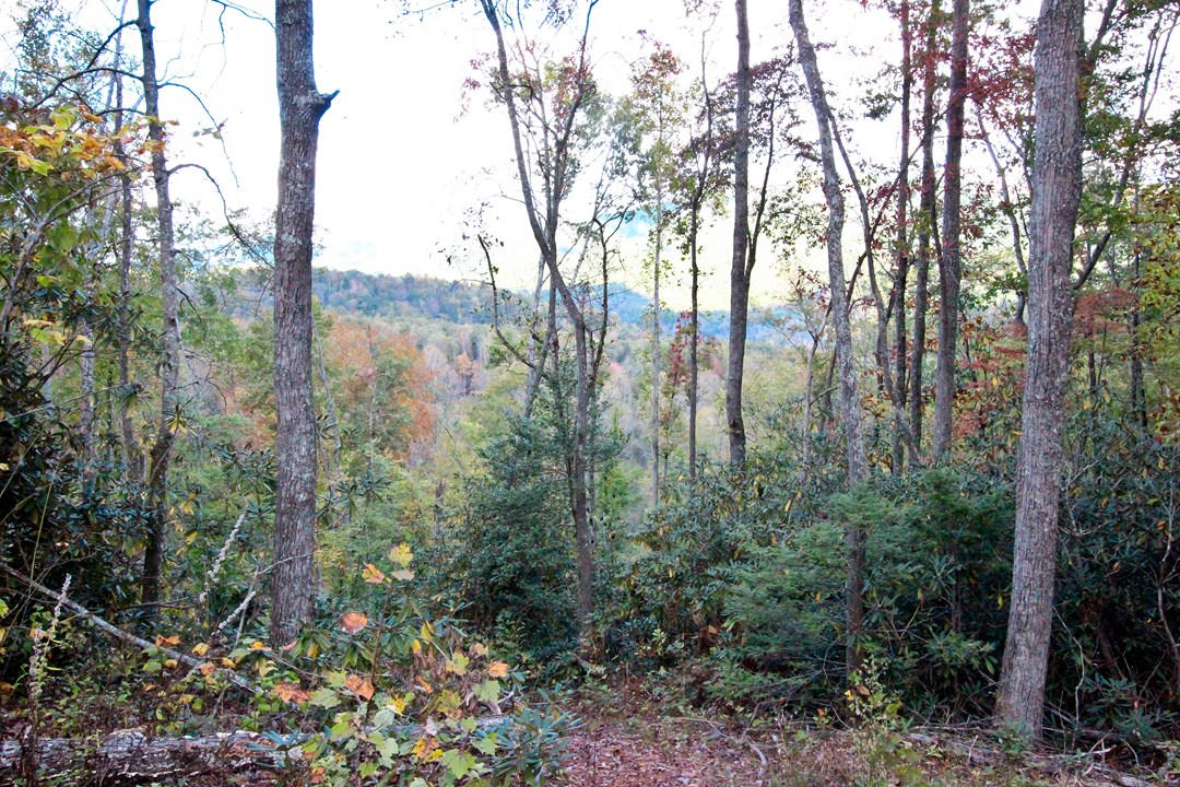 6.46-ac Trail Hollow Road Cosby, TN 37722 - Photo 22 of 39 IMG_8901