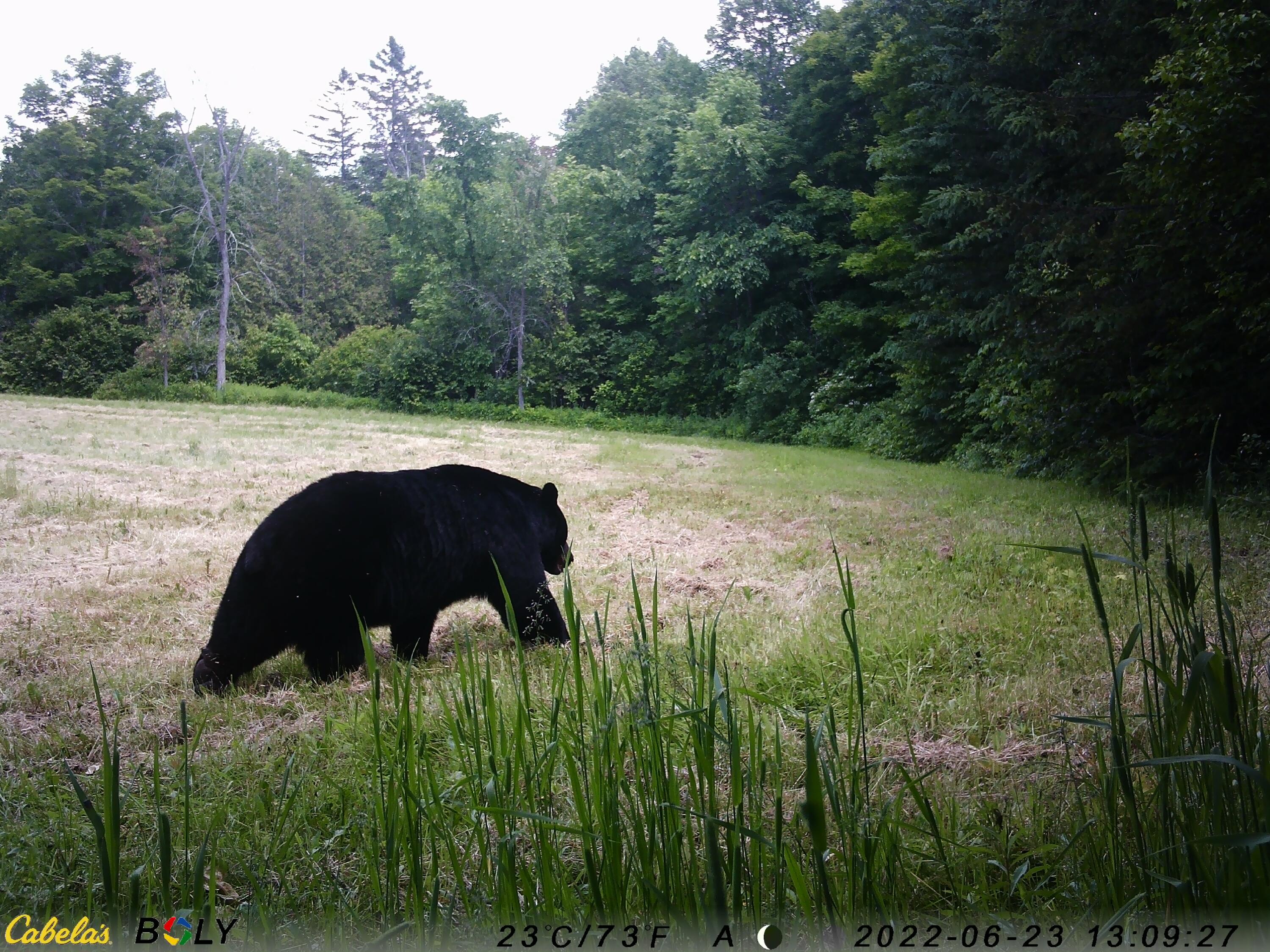 501 Gentle Road Littleton, ME 04730 - Photo 51 of 80 BBE54E26-B339-4259-9BCE-2C9A14355B30