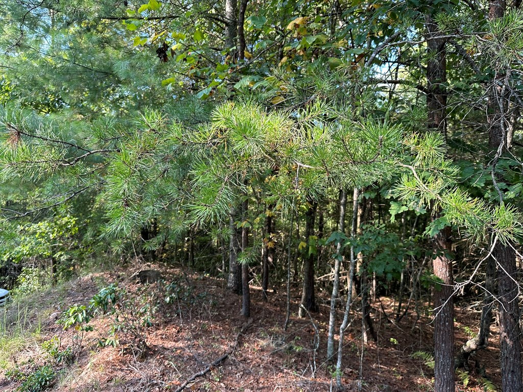 2 Kyle-arp Blue Ridge Blue Ridge, GA 30513 - Photo 15 of 39 Gallery Image 15