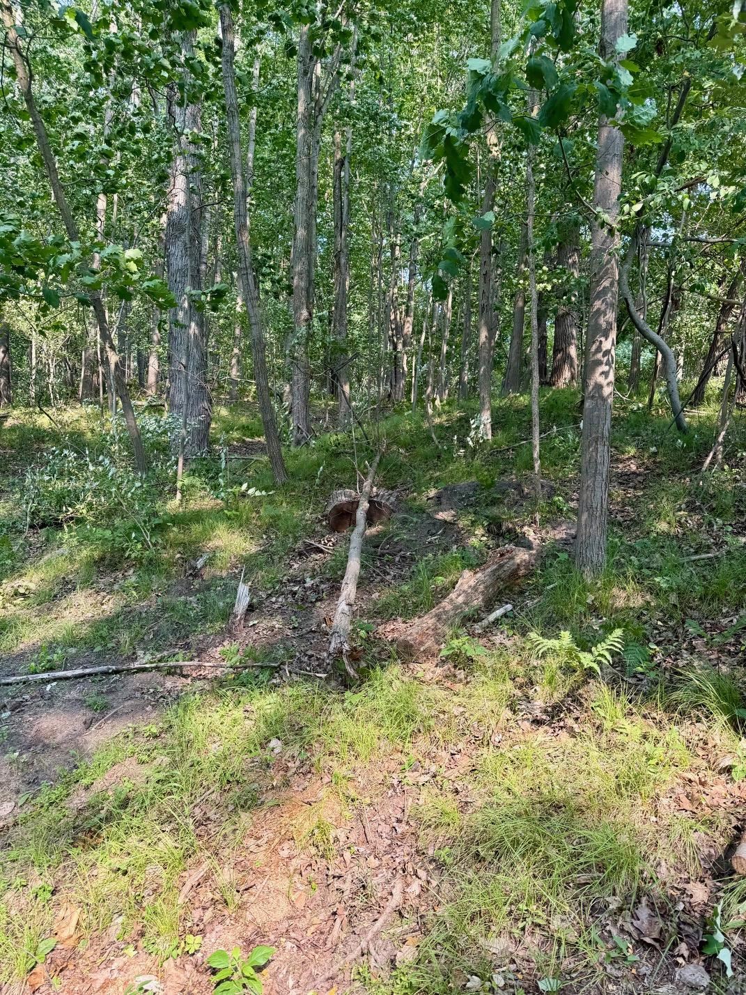 Tbd Tbd River Road Weidman, MI 48893 - Photo 3 of 9 1948526-e195f681-a62e-4f04-ba64-3ca7c687931e.JPG