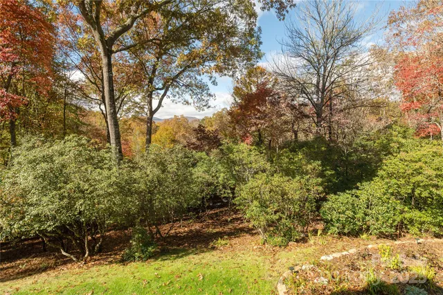a view of a yard with large tree