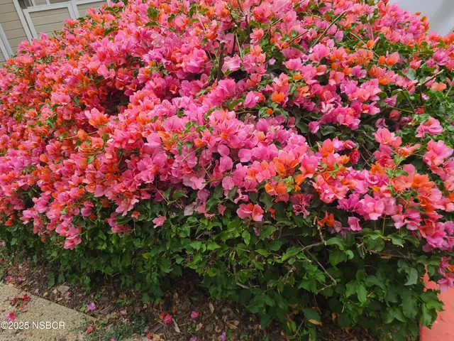 a view of a small yard next to a large tree