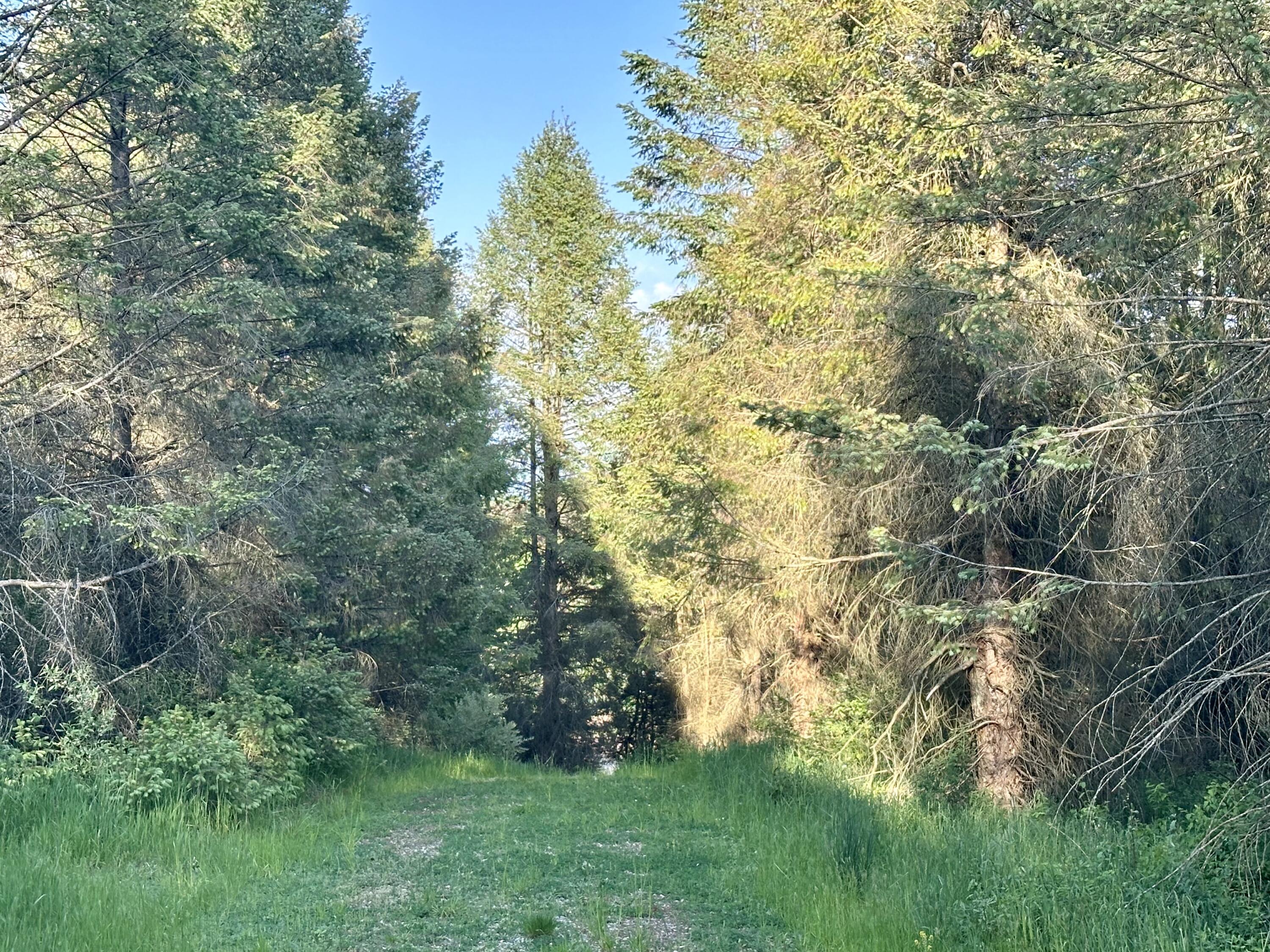 5372 Milarch Road Manistee, MI 49660 - Photo 13 of 41 A pretty drive up to clearing