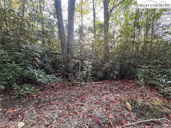 a view of a forest with trees in the background