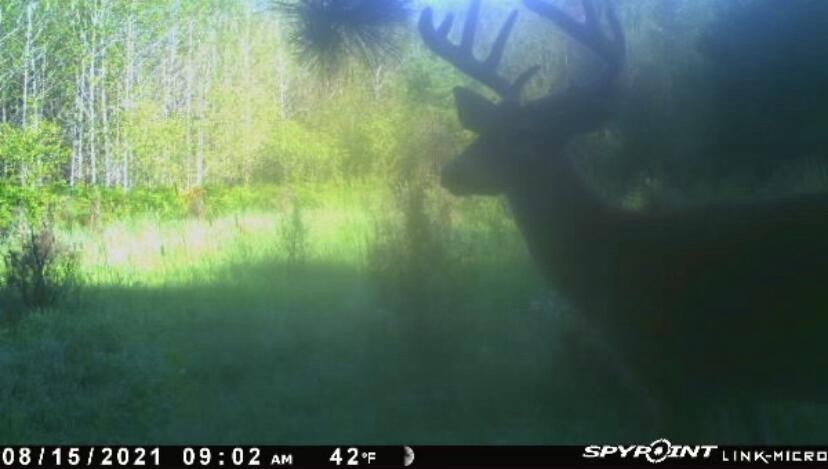 Nhn Hodgins Road Lachine, MI 49753 - Photo 14 of 15 Gallery Image 14