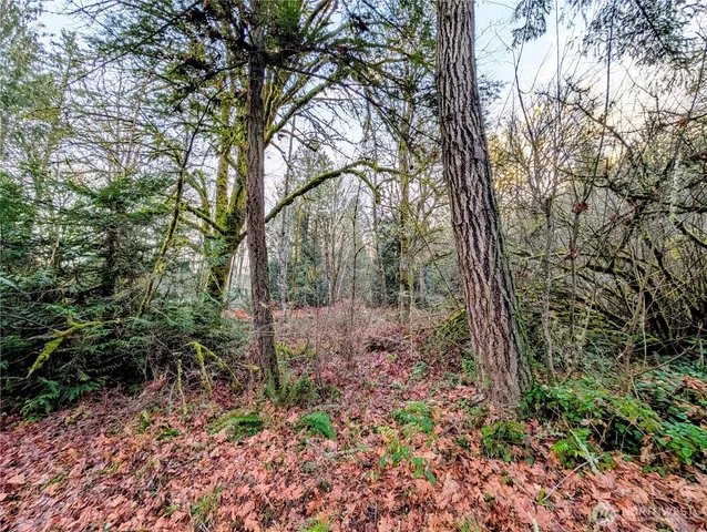 a view of a yard with plants and trees
