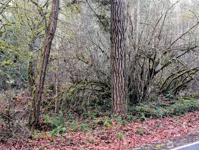 a view of a forest with a tree